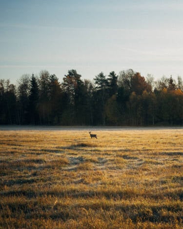 Linus Bergman | Nikon magazine