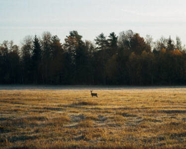 Linus Bergman | Nikon magazine