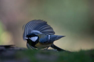 Nikon magazine - beginner bird photography with the Z5II and Samuel Houcken