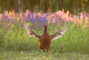 Nikon magazine - Josef Stefan's award-winning wildlife photography